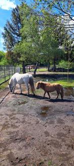 Gratis paardenmest, Ophalen