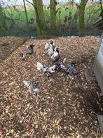 Broedeieren van Padua kriel, Dieren en Toebehoren, Pluimvee
