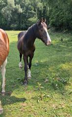 Prachtige pony's, Dieren en Toebehoren, Hengst