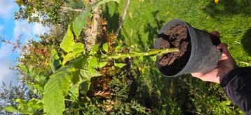 Brugmansia dubbel wit beschikbaar voor biedingen