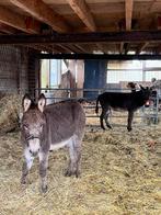 Ezel merrie, Dieren en Toebehoren, Merrie