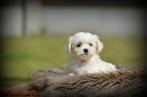 Maltezer pups, België, Maltezer, CDV (hondenziekte), 8 tot 15 weken