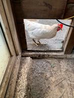 Poule leghorn, Animaux & Accessoires