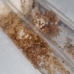 Temnothorax sp (geel) 1q 50-200w | mieren ants mierenkolonie, Dieren en Toebehoren, Insecten en Spinnen, Mieren