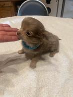 Chihuahua-pups mooi mini raszuiver zeer mooi kleintjes !, Dieren en Toebehoren, België, Fokker | Hobbymatig, 8 tot 15 weken, CDV (hondenziekte)