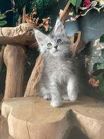 Maine coon kittens, Dieren en Toebehoren, Katten en Kittens | Raskatten | Langhaar, Meerdere dieren, Gechipt, 0 tot 2 jaar