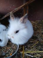 Dwergkonijn hangoor man, Dieren en Toebehoren, Konijnen, Hangoor