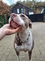 Honden parel ketting tegen vlooien en teken, Dieren en Toebehoren, Ophalen of Verzenden