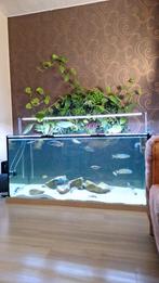 Aquarium 150x70x70 zonder meubel, Animaux & Accessoires, Poissons | Aquariums & Accessoires, Enlèvement, Utilisé, Aquarium vide