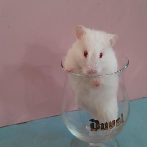 Mooie Syrische hamster, Dieren en Toebehoren, Knaagdieren, Vrouwelijk, Hamster, Tam