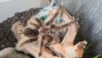 0.1 Tliltocatl Albopilosus - Curly hair Tarantula, Spin of Schorpioen