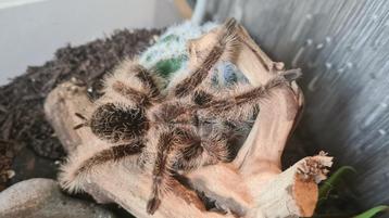 0.1 Tliltocatl Albopilosus - Curly hair Tarantula beschikbaar voor biedingen