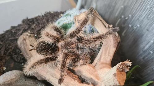 0.1 Tliltocatl Albopilosus - Curly hair Tarantula, Dieren en Toebehoren, Insecten en Spinnen, Spin of Schorpioen