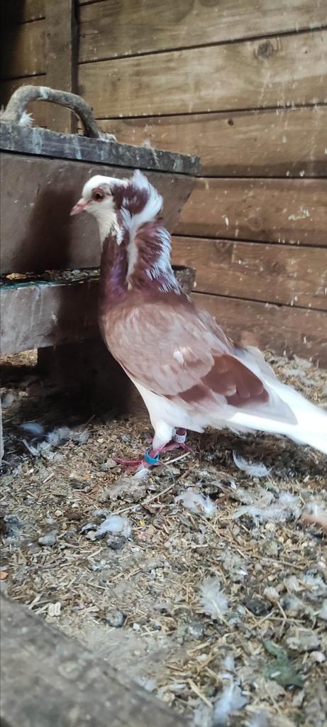 Koppel sierduiven, Dieren en Toebehoren, Pluimvee