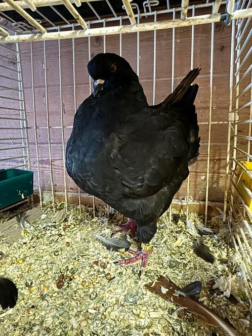 Mooie Kings, Dieren en Toebehoren, Vogels | Duiven, Overige soorten, Meerdere dieren