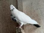 Iraanse duiven, Dieren en Toebehoren