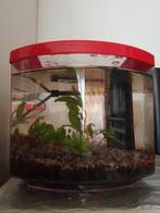 Aquarium met filterpomp., Dieren en Toebehoren, Ophalen, Zo goed als nieuw
