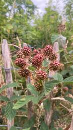 Bessen, Tuin en Terras, Planten | Tuinplanten, Ophalen of Verzenden