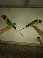 Mooi bewezen koppel pruimkoppen, Dieren en Toebehoren, Vogels | Parkieten en Papegaaien