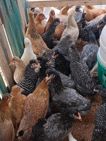 cream legbar 6 maand, net als araucana blauwe eitjes beschikbaar voor biedingen