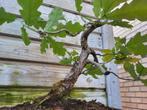 Bonsai eik, Ophalen