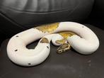 Ball pythons, Dieren en Toebehoren, Slang