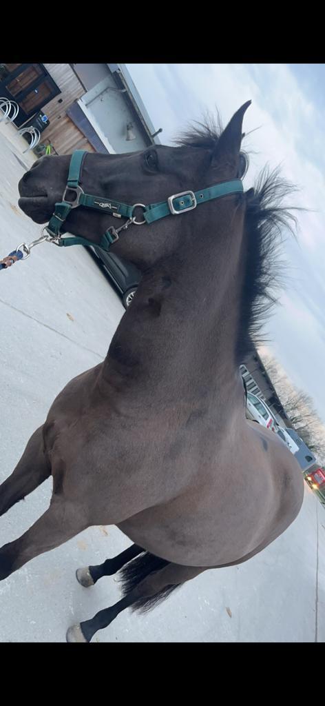 D- sportpony te koop, Animaux & Accessoires, Chevaux, Jument, Ne s'applique pas, Moins de 160 cm, 11 ans ou plus, Cheval de récréation