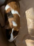 Cavia, Dieren en Toebehoren, Knaagdieren, Cavia, Mannelijk, Januari, Tam