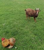 Cochin kriel, Dieren en Toebehoren, Kip