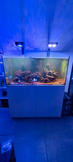 Aquarium marin reefer 425xl, Animaux & Accessoires, Aquarium d'eau de mer rempli, Enlèvement, Utilisé