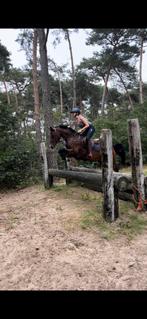 Fantastische D-springpony Welsh, Dieren en Toebehoren, Paarden, Springpaard, Minder dan 160 cm, Ruin, Ontwormd