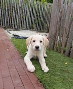 Prachtige Goldador pups (golden retriever x labrador), Dieren en Toebehoren, België, Overige rassen, CDV (hondenziekte), 8 tot 15 weken