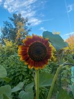 Graines de tournesol rouge nuit, Enlèvement ou Envoi