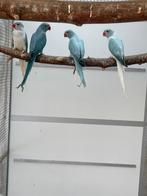 Kweekkoppels halsband parkiet / halsbandparkieten, Dieren en Toebehoren, Meerdere dieren, Parkiet, Geringd