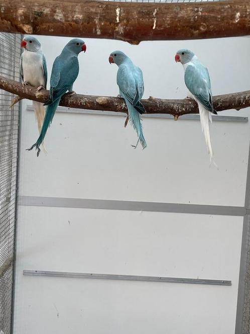 Kweekkoppels halsband parkiet / halsbandparkieten, Dieren en Toebehoren, Vogels | Parkieten en Papegaaien, Parkiet, Meerdere dieren