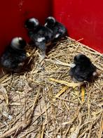 Mechelse koekoek kuikens, Dieren en Toebehoren, Kip