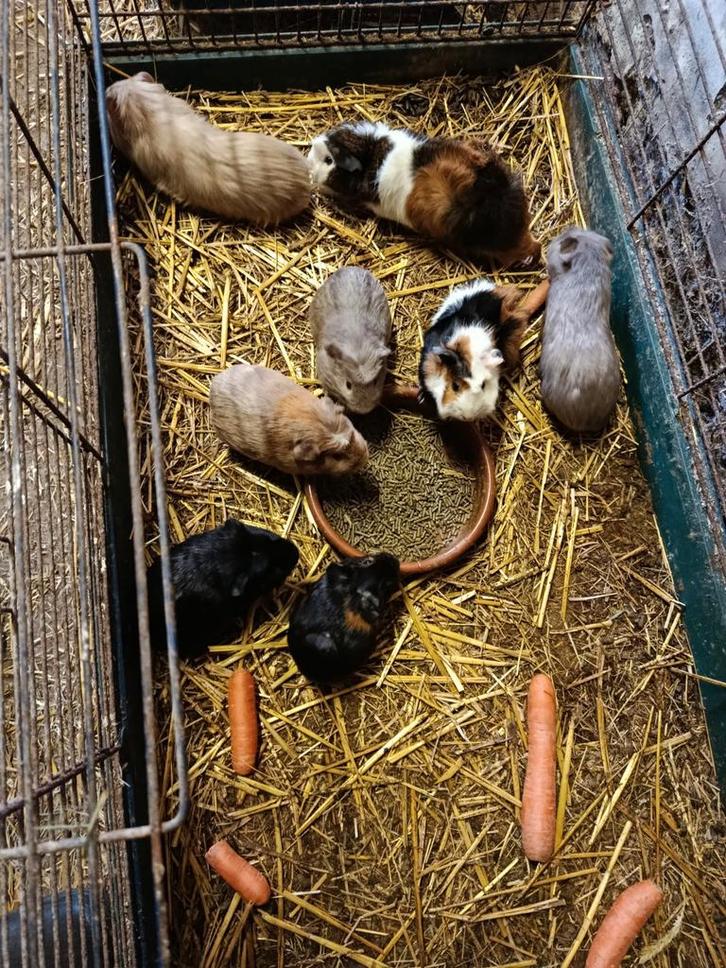 Cavia beertjes, Dieren en Toebehoren, Knaagdieren, Mannelijk, Cavia, Juni, Tam