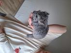 Grijze angora-chinchilla., Dieren en Toebehoren, Knaagdieren, Vrouwelijk, Chinchilla
