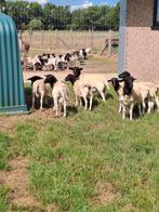 Jonge dorper rammen, Dieren en Toebehoren, Schapen, Geiten en Varkens, Mannelijk, Schaap, 0 tot 2 jaar