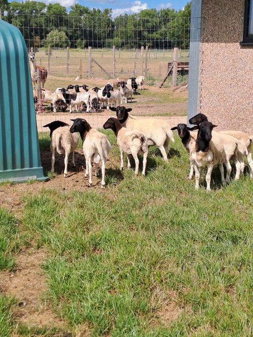 Jonge dorper rammen, Dieren en Toebehoren, Schapen, Geiten en Varkens, Schaap, Mannelijk, 0 tot 2 jaar