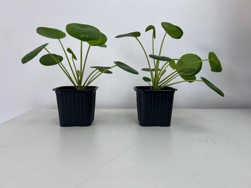 Plante à monnaie de Chine / Pilea peperomioides Diels, Huis en Inrichting, Kamerplanten, Ophalen