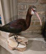 Opgezette dieren en vogels: puna ibis,, Verzamelen, Ophalen, Nieuw