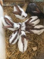 Reuzevlinder/ lotharinger konijnen, Animaux & Accessoires, Lapins, Grand