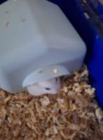 hamsterkooi + hamster, Dieren en Toebehoren, Knaagdieren, Meerdere dieren, Hamster, Tam