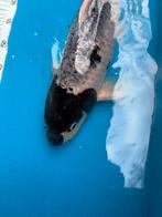 45 cm goromo koi, Dieren en Toebehoren, Karper of Koi
