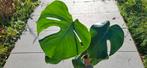 Monstera, Huis en Inrichting, Ophalen, Overige soorten, Halfschaduw, Minder dan 100 cm