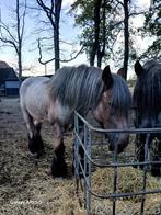 Trekpaard, Dieren en Toebehoren, Paarden, Gechipt, Ruin, Zadelmak, 170 tot 175 cm