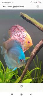 Discus man blauw 15 cm en/of pleco 30 cm