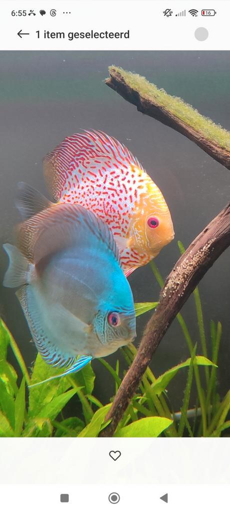 Discus man blauw 15 cm en/of pleco 30 cm, Dieren en Toebehoren, Vissen | Aquariumvissen