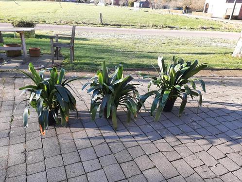 Clivia planten, Huis en Inrichting, Kamerplanten, Overige soorten, In pot, Ophalen